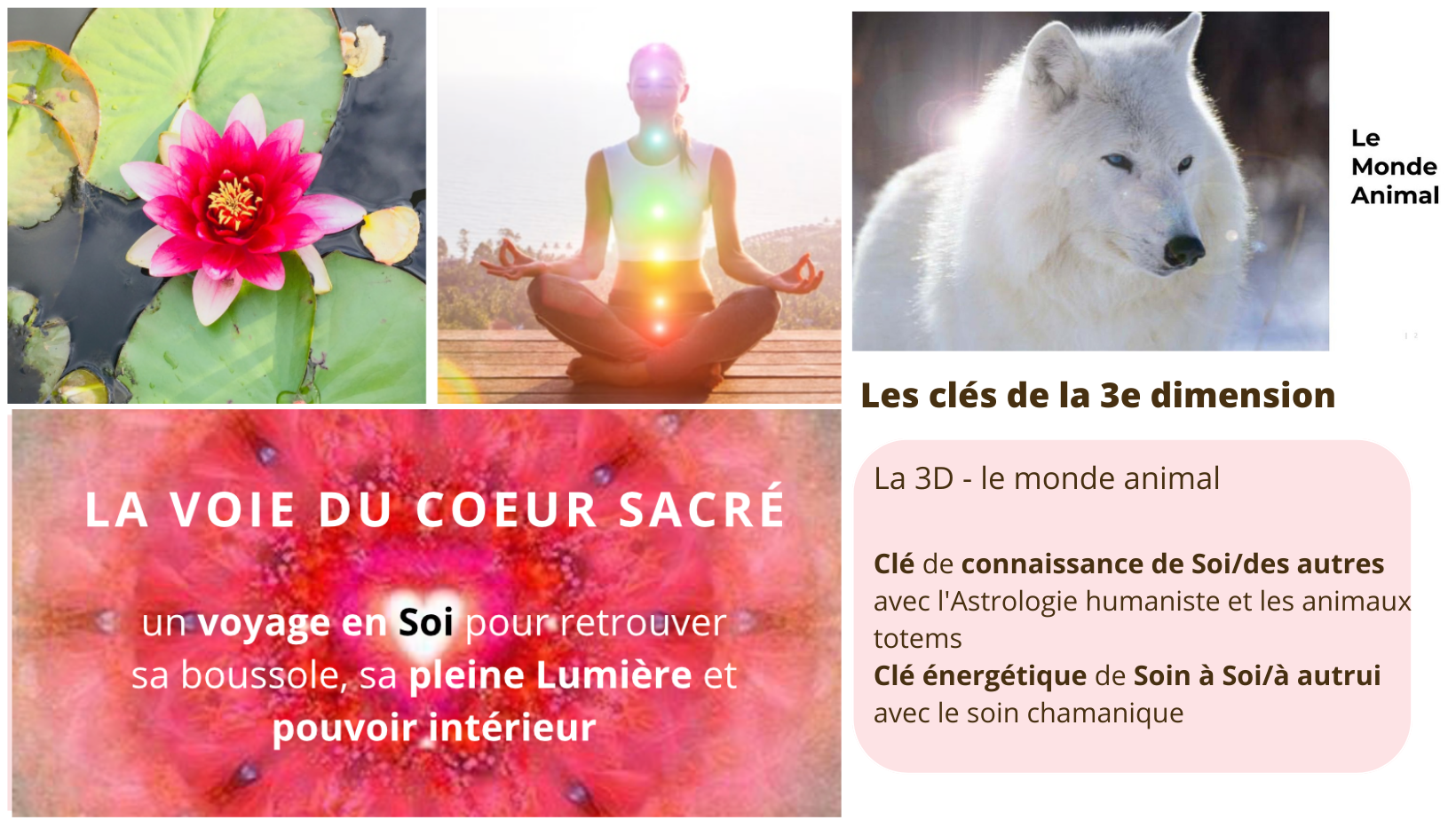 Module 3 - Le monde animal