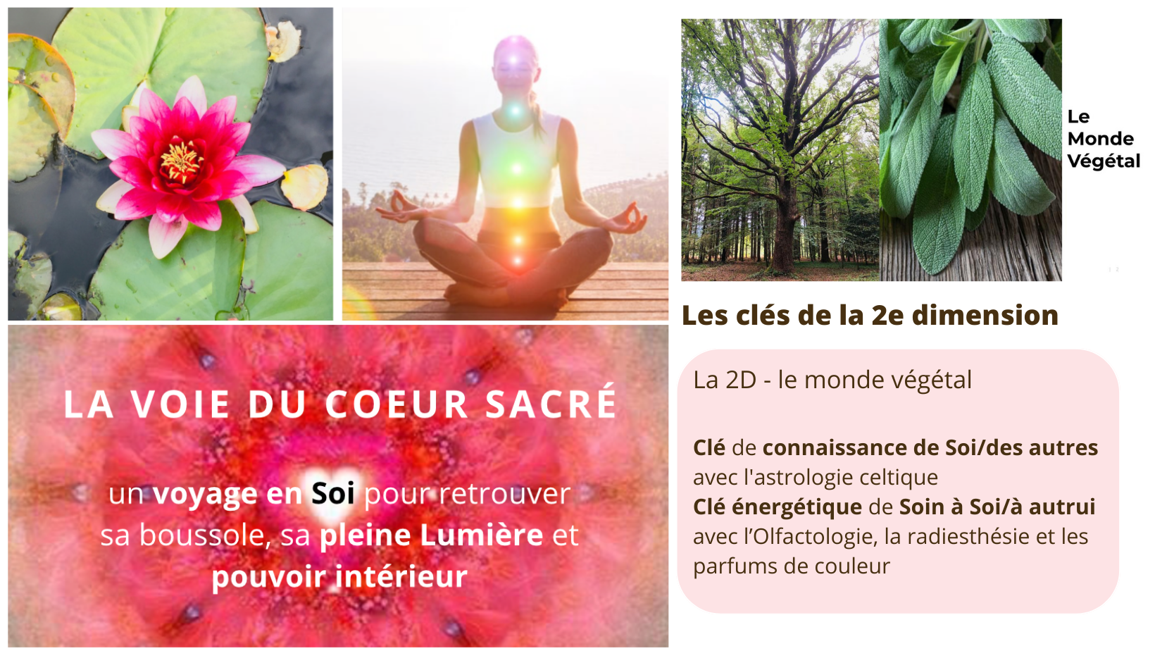 Module 2 - Le monde végétal