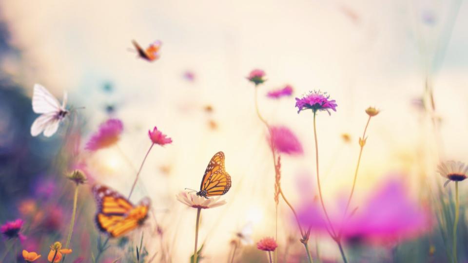 La Voie du Cœur Sacré formation - Se transformer