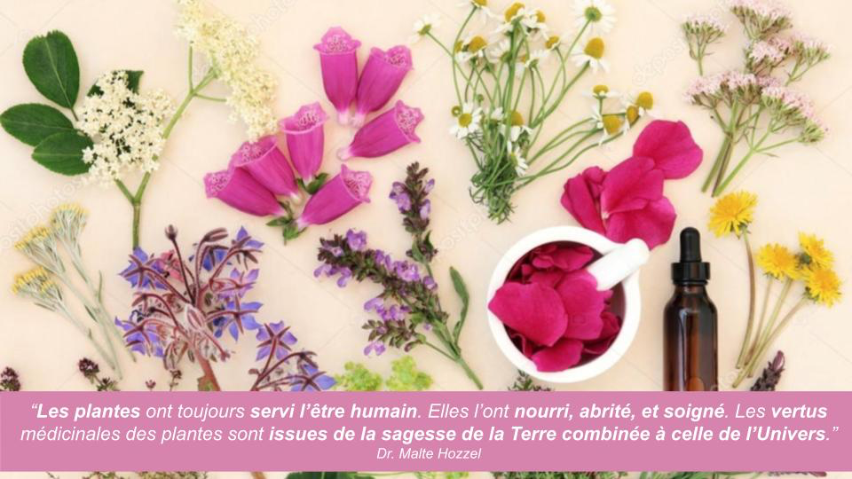 2D - Le monde végétal 2025-5.webp